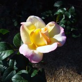 Dad's Peace Rose